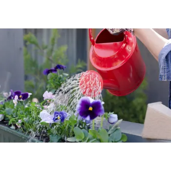 Pansy Plant Pansy Plant4-3773321-3211.webp